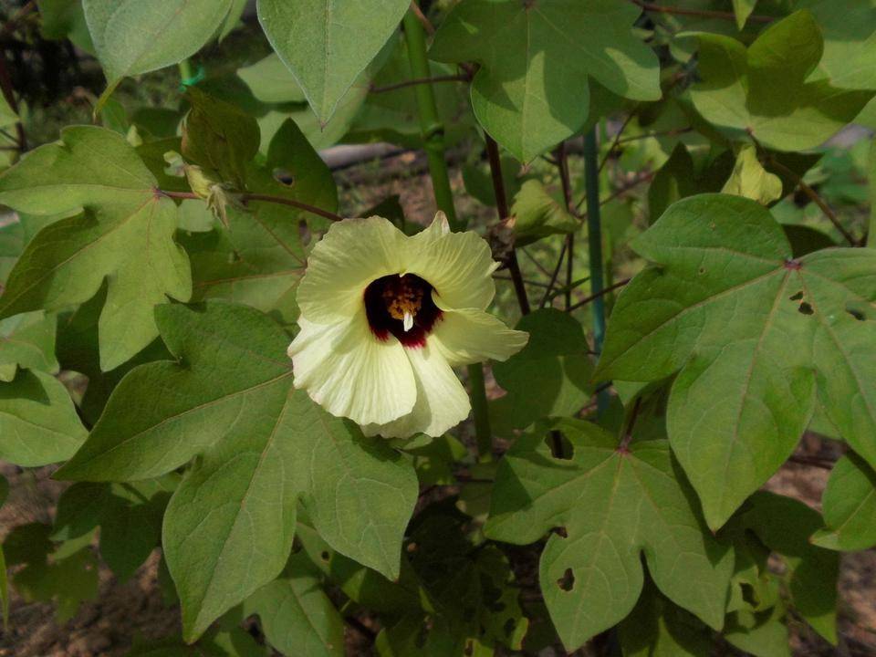 綿の花が咲いています。の写真