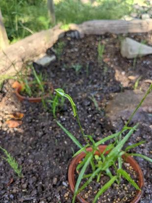 サギソウの蕾がふくらんできました。