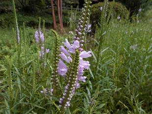 花虎の尾が咲いています。