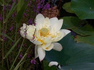 ハスの花が盛り返してきました!