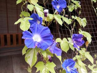 古民家の朝顔がきれいです!