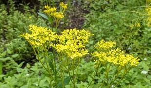 オミナエシが咲いています。