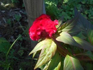 ケイトウの花が咲いています。