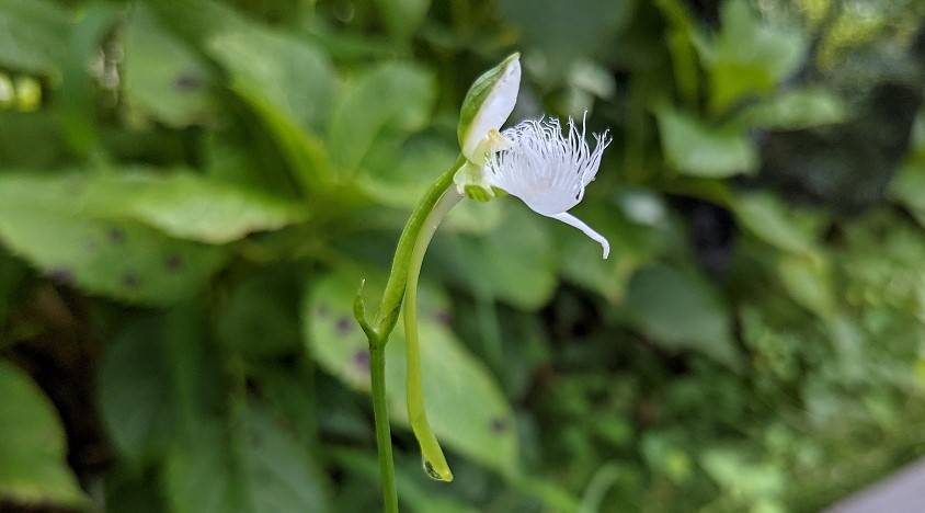 サギソウが咲いています。の写真