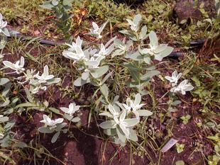 初雪草が見ごろです。