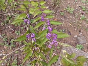 紫式部の実がなっています。