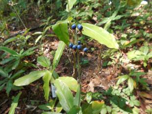 藪みょうがが実っています。