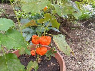 赤いほうずきがなっています。