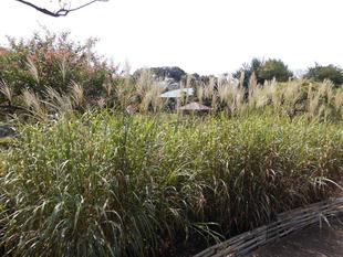 ススキの姿が・・・・