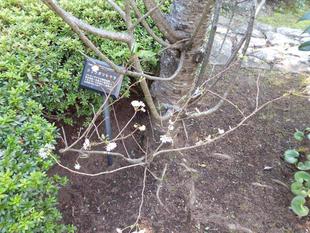 十月桜が咲いています。