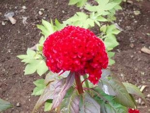 ケイトウが満開です！