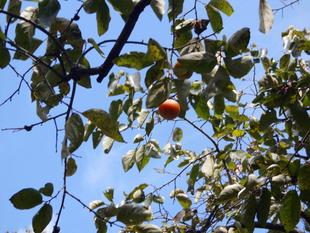 柿の実が色づき始めました！