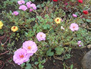 松葉ボタンが可愛い！