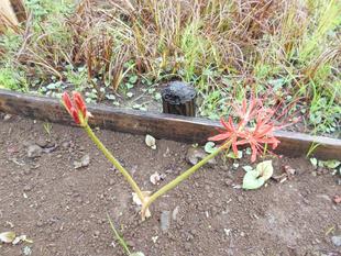 ヒガンバナが咲き始めました！