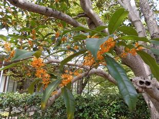 キンモクセイの香りが・・・・