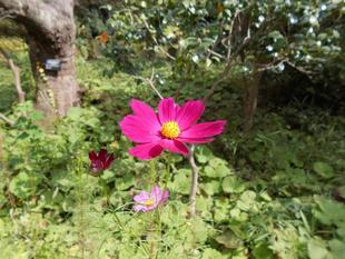 コスモスが花盛りです。