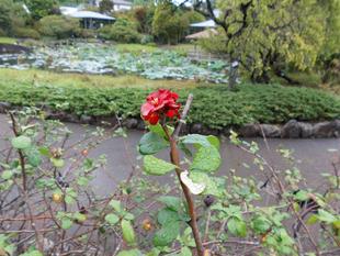 なぜかボケの花が・・・