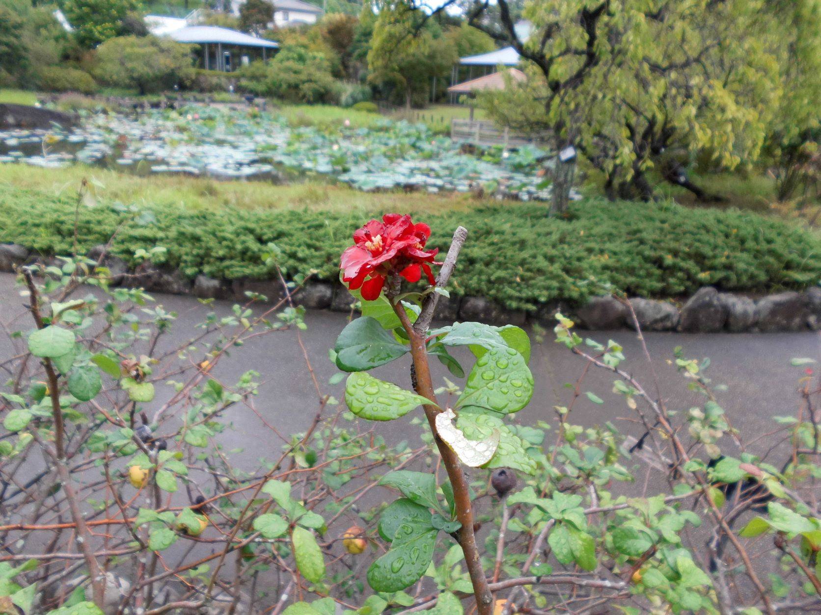 なぜかボケの花が・・・の写真
