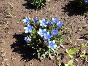 山野草区にリンドウが登場！