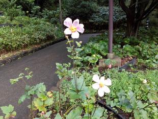 シュウメイギクが花盛りです！