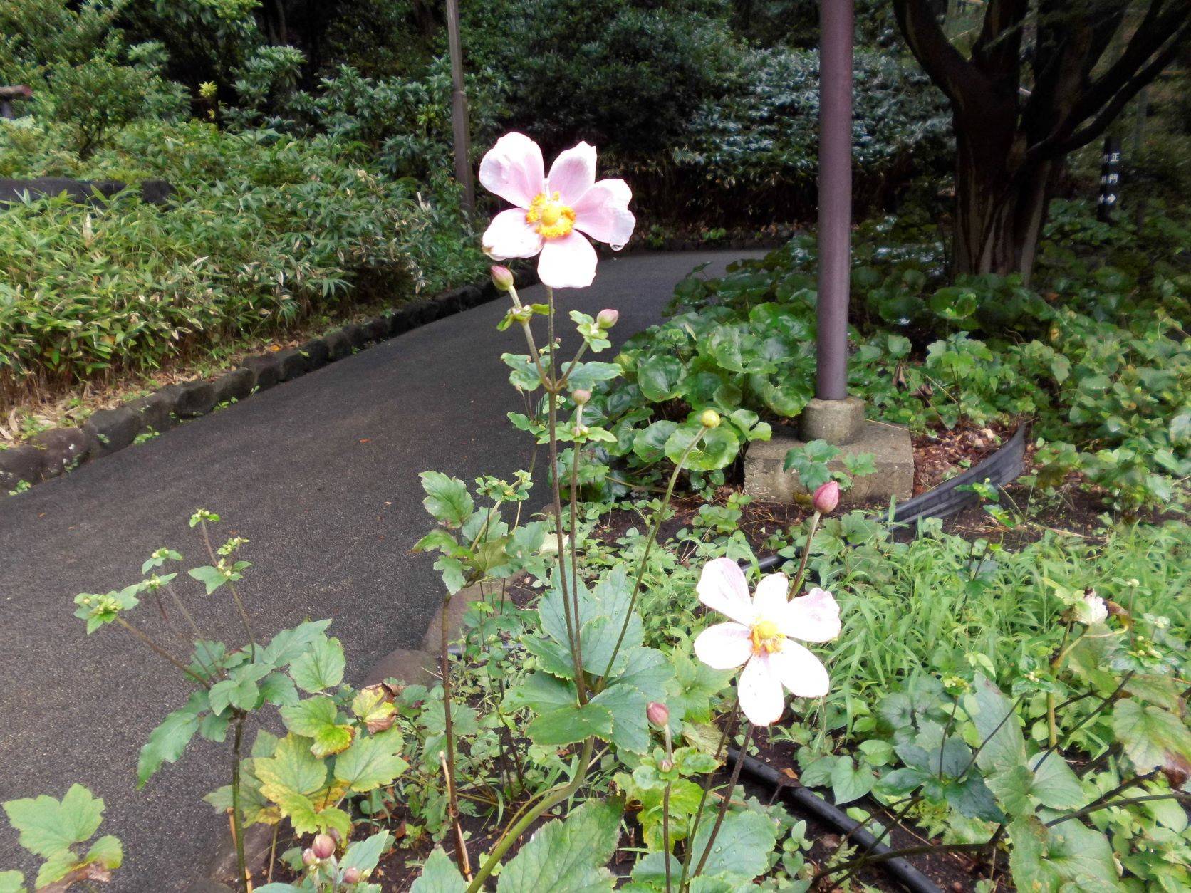シュウメイギクが花盛りです!の写真