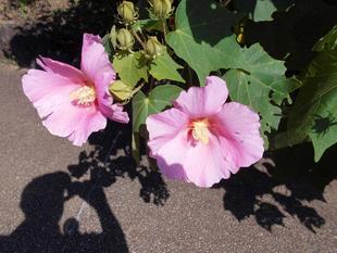 芙蓉の花がまた咲き出しました！