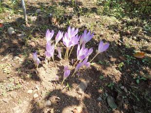 イヌサフランが咲いています。