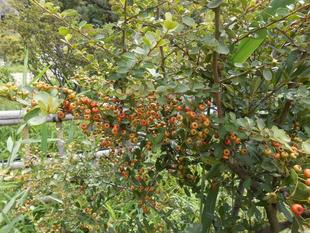トキワサンザシが実をつけています。