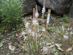 ツルボが咲いています。