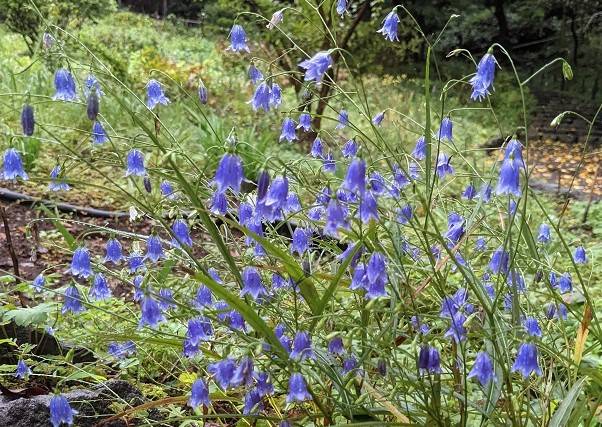 イワシャジンが咲いていますの写真