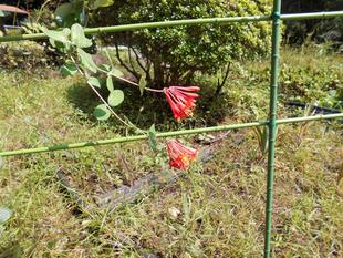 ツキヌキニンドウが咲いています。