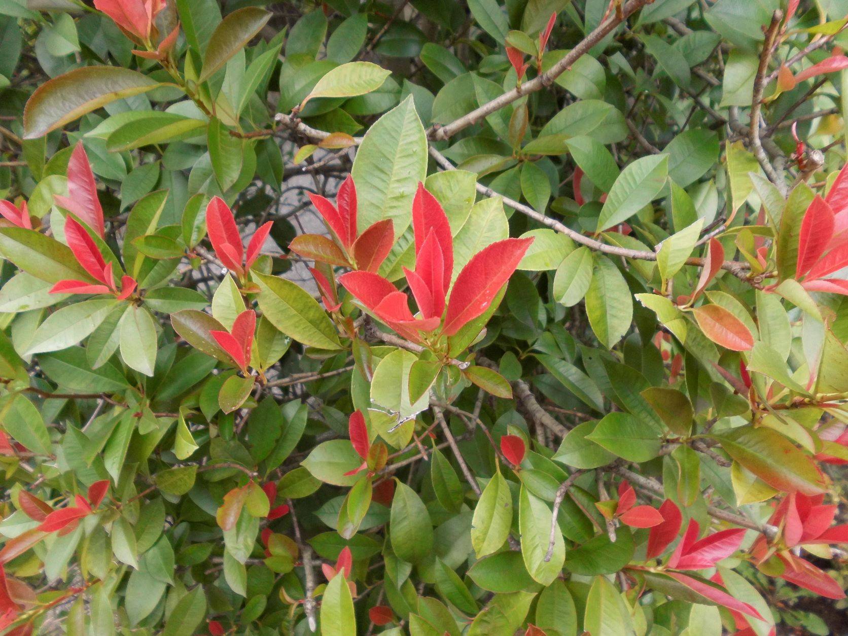 紅カナメモチが目立っています!の写真