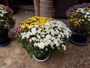 古民家菊の設え