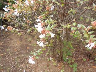 ハナゾノツクバネウツギが咲いています。