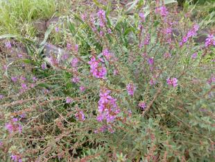 ミソハギが満開です！