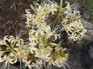 ヒガンバナが花盛りです！