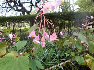 シュウカイドウが咲いています。