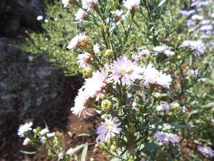 クジャクアスターが登場