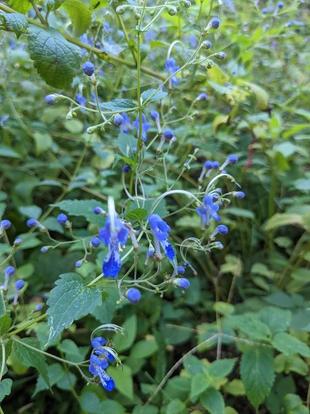 カリガネソウが咲いています。