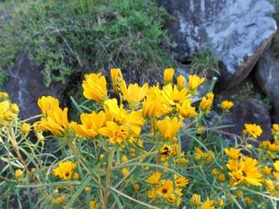 ヤナギバヒマワリが咲いています。