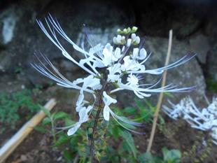 ネコノヒゲが咲いています。