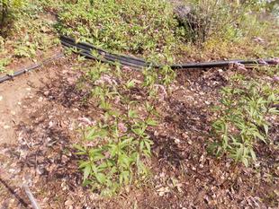 藤袴が咲いています。