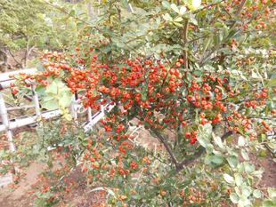 トキワサンザシが赤い実をつけています。