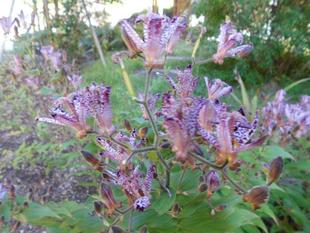 ホトトギスが咲いています。