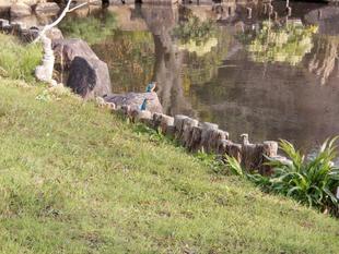 カワセミが2羽並んで・・・・