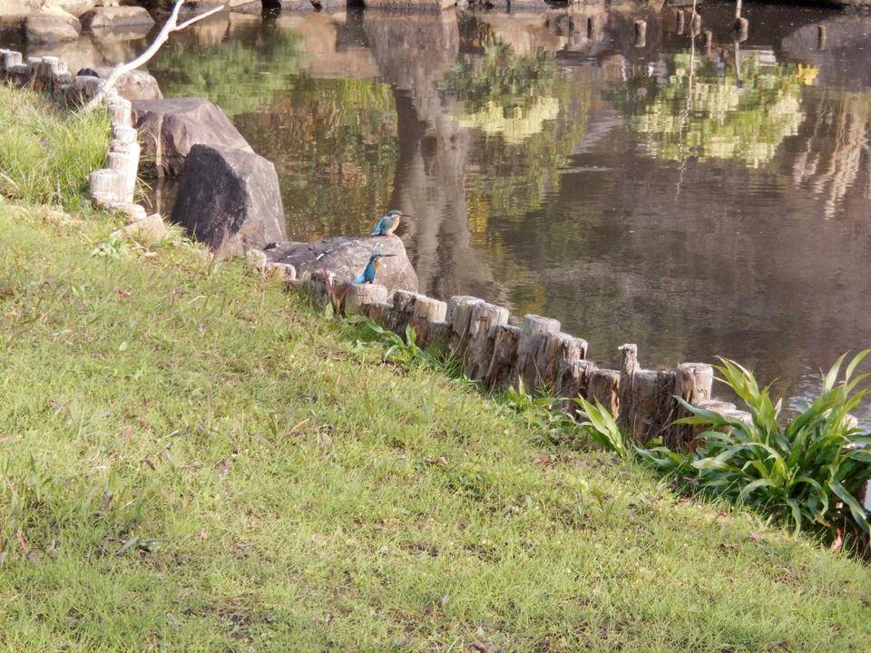 カワセミが2羽並んで・・・・の写真