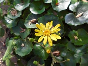 ツワブキが咲いています。