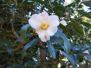 ヤブツバキが咲いています。