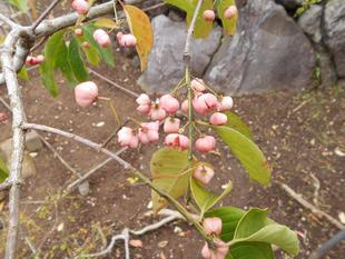 マユミが実をつけています。