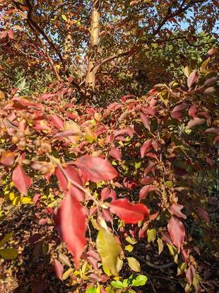 ヒメシャラが紅葉しています